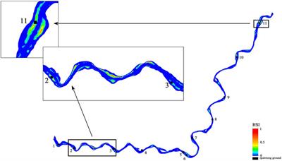 Effect of dam construction on spawning activity of Yellow River carp (Cyprinus carpio) in the lower Yellow River